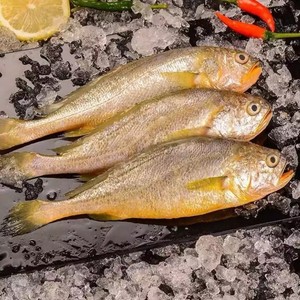 新鲜半斤一条冰鲜黄花鱼10条装特大黄鱼海鱼黄鱼海鲜水产北京闪送