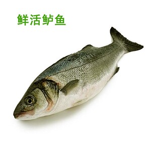 3-1.5斤1条鲜活淡水鲈鱼新鲜河鲈鱼可清理北京闪送水产