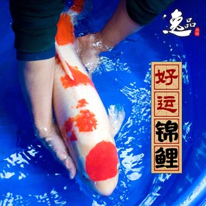 锦鲤冷水龙凤金鱼黑金锦鲤鱼黑色活鱼乌金镇宅纯种易活风水鱼