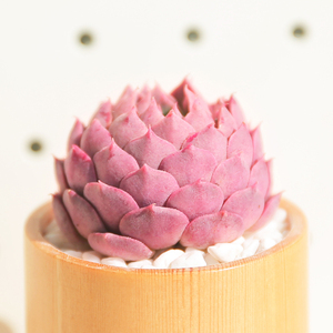 海螺姑娘多肉罕见稀有花云南美肉防辐射室内花卉组合盆栽多肉植物