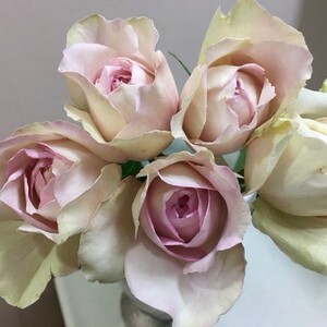 伊芙感谢香水 浓香大花 灌木月季 玫瑰多季节开花 伊芙系列新品