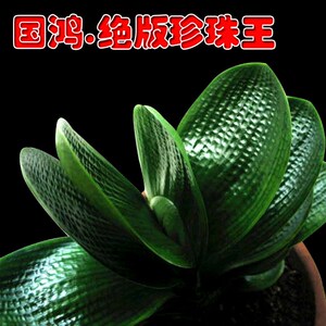 长春正道君子兰 国宝级珍珠王 粗筋麻脸圆头短叶油匠和尚国兰
