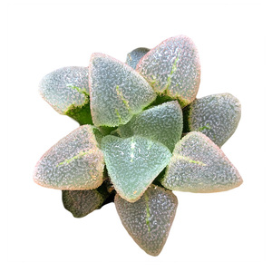 富强花卉冰钻磨面l寿十二卷多肉植物室内植物盆栽精品多肉一物一