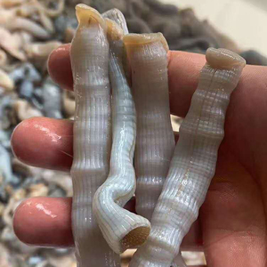 沙虫鲜活新鲜海虫子土笋冻原料当天现挖处理沙虫方星格虫闽南特产