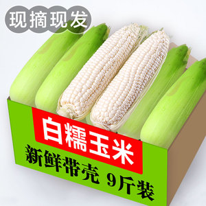 广西新鲜白糯玉米9斤甜糯牛奶玉米现摘带壳苞谷粘嫩玉米棒子蔬菜