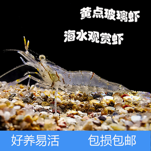 黄点玻璃虾海水虾太平洋长臂虾鱼缸观赏虾工具虾除藻清理残渣新手