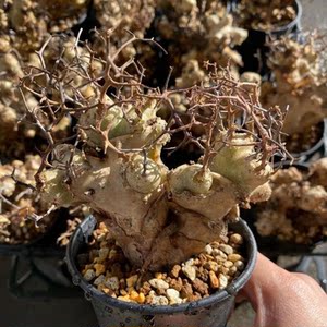 20皓轩品赏虫艺淘宝多肉植物块根植物根茎类奇峰万物想 神想曲 一物