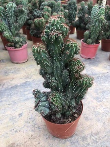 仙人山虎头罗汉山影拳 仙人掌类沙生多肉植物 虎头山影 盆栽花卉