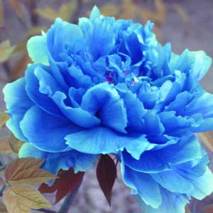 耐冬花洛阳观赏大苗耐冬茶花牡丹大苗黑室内花卉蓝牡丹(5-6分支不