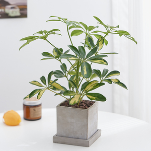 桌面室内办公室植物台湾鸭脚木 室内耐阴绿植北欧风家居盆栽