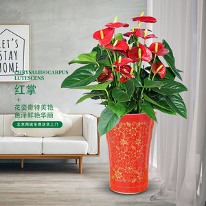 80阿飞的饼子淘宝仿真花18头大红掌大龟背叶绿萝叶仿真叶子花盆盆景