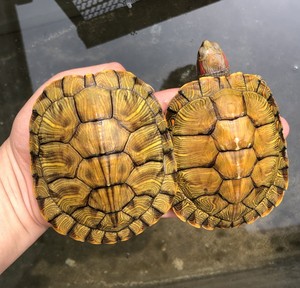 黄金巴西彩龟大乌龟