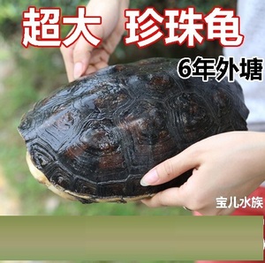 【台湾珍珠龟】台湾珍珠龟品牌,价格 - 阿里巴巴