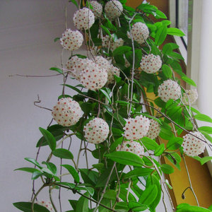 新品球兰花苗 室内盆栽 花卉 藤蔓 阳台客厅垂吊爬藤攀援懒人植物