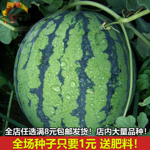 京欣一号西瓜种子