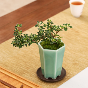 文竹垂枝悬崖六月雪紫砂陶瓷盆室内盆栽中式禅意办公室摆件微盆景