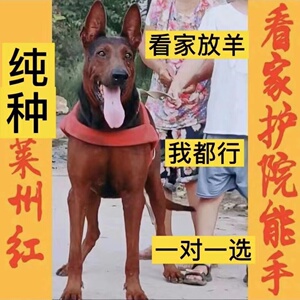 活体虎头莱州红犬大型苏联红纯种莱州红幼犬狗看家护院中国红狼犬