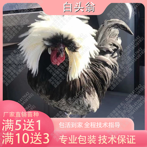 白头翁帽子鸡种鸡蛋波兰大帽子观赏鸡可孵化受精种蛋鸡苗包受精率