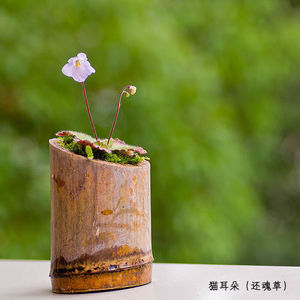 虎耳草吸水石假山植物上水石盆景喜阴盆栽植物室内四季金线吊芙