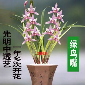 超香兰花苗建兰四季兰 绿鸟嘴 浓香型 鲜明艺