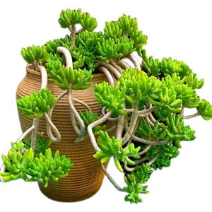 八千代悬崖大型老桩多头群生造型桩多肉植物组合盆栽绿植花卉包邮
