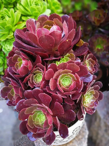 梅花迫迪法师稀有品种多肉植物老桩多头群生大型大颗绿植花卉肉肉