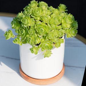 翡翠球山地玫瑰群生多头稀有品种绿植花卉萌肉肉新手好养