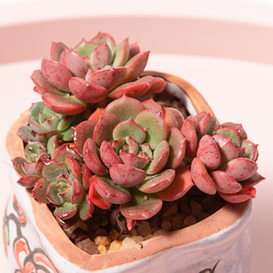 艾格尼丝玫瑰稀有品种多肉植物盆栽办公室绿植花卉新手好养萌肉肉