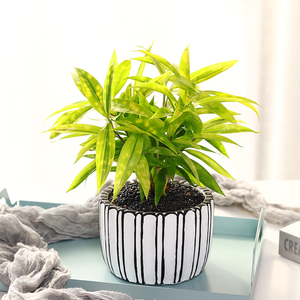 星点木盆栽多洛库星斑竹净化空气室内好养油点木办公室观叶绿植