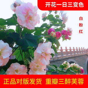 重瓣三醉芙蓉花苗 阳台盆栽 庭院绿化行道地栽木本树苗当年开花苗