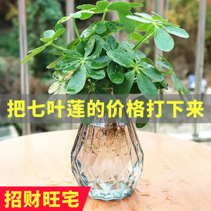 水培新宠七叶莲花栽树植物属虎八方来财七叶连办公室盆栽花卉