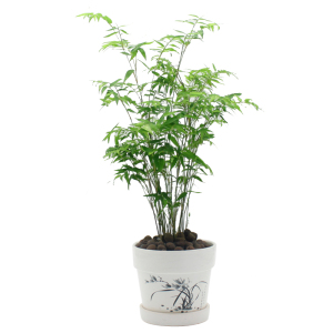 盆景含盆竹子凤尾竹观音竹包邮米竹苗观赏庭院绿植盆栽微型室内