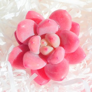 草莓泡芙精品多肉植物大颗好养云南直发绿植花卉多肉盆栽