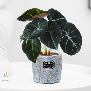 黑天鹅绒海芋盆栽ins网红办公室桌面竹芋植物室内外常绿好养绿植