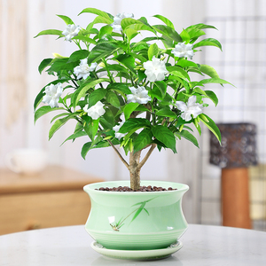 丁香花树苗盆栽花卉植物室内外阳台庭院老桩绿植四季开花好养盆景