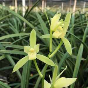 翁源铁骨素心建兰系列带花苞兰花苗带盆发货栽绿植客厅素花浓香型