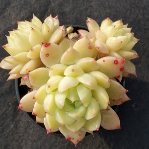 马卡迪米亚多肉植物肉肉组合盆栽室内花卉四季盆栽防辐射绿植园艺