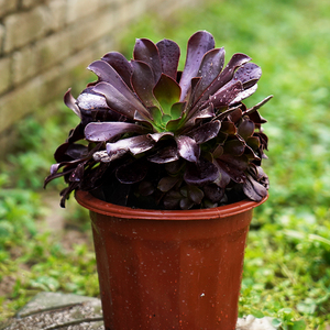 梅花珀迪法师老桩