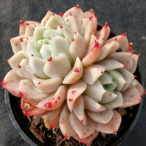 精品洞庭多肉植物韩货贵货趣味植物盆栽花卉园艺办公防辐射萌肉肉