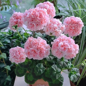 天竺葵盆栽重瓣花苗四季带花发货庭院花卉盆景四季开花不断植物花