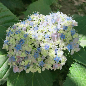 新老枝开花大花绣球盆栽花苗无尽夏新娘万华镜花手鞠三河千鸟有松