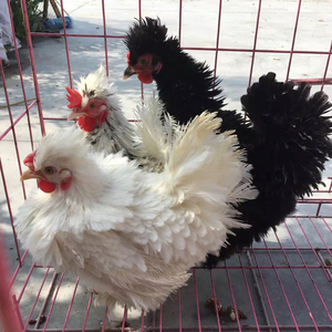 宠物鸡观赏鸡活体发货翻毛金元宝红元宝矮脚鸡成年宠物活体