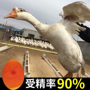 大三花鹅鹅种蛋受精蛋可孵化大品种鹅蛋6枚起新品五龙鹅高产白鹅