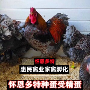 怀恩多特鸡蛋观赏鸡 大体型紫色怀特 黑白花怀特种蛋受精蛋可孵化