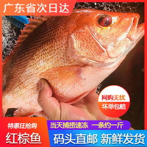 红棕鱼鲜活新鲜冷冻海鲜水产红衫鱼红立鱼大眼鱼红目鱼一条约一斤