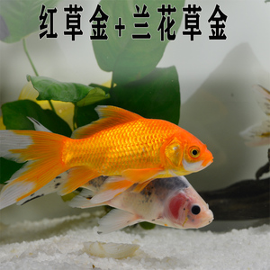 草金鱼长尾龙凤