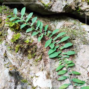 k竹节藤附生w藤本绑植板a植雨林缸匍匐种植附石附木造景耐高湿环