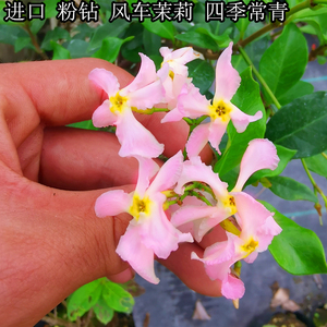 风车茉莉粉色