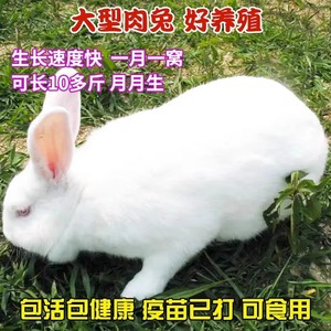 兔子活物可选公母一对家养可食用家种兔小白兔活巨兔可繁殖月月兔