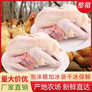 土鸡整箱批发三黄鸡整只新鲜白条鸡农村散养鸡冷冻卤味食材商用